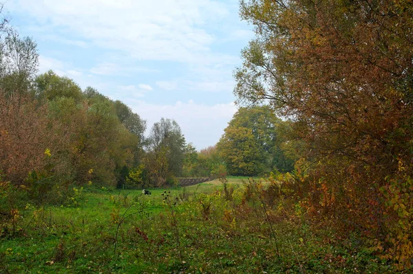 Podzimní Krajina Stromy Lesem — Stock fotografie