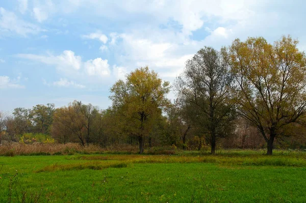 Güzel bir manzara Ağacı ve mavi gökyüzü