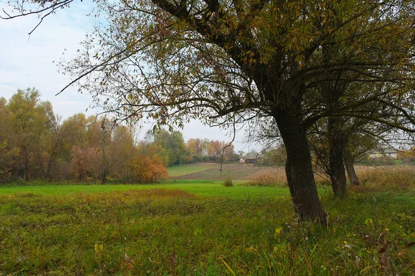 Beautiful Autumn Landscape Bright Trees — Stock fotografie