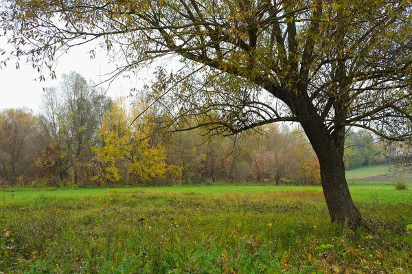 Ağaçlar ve yapraklarla dolu sonbahar manzarası