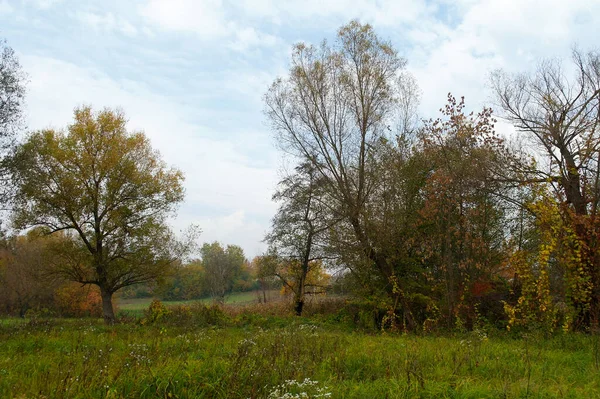 Parlak ağaçlı güzel sonbahar manzarası
