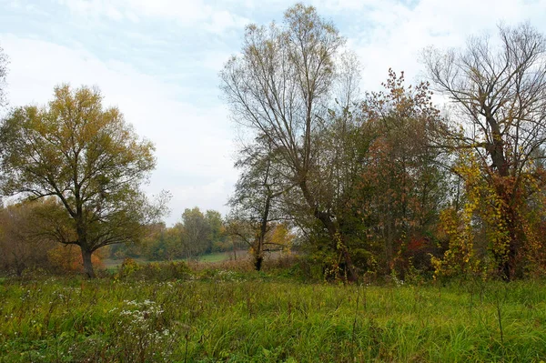 Podzimní Krajina Stromy Zelenými Listy — Stock fotografie