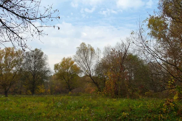 Picturesque Landscape Autumn Trees — ストック写真