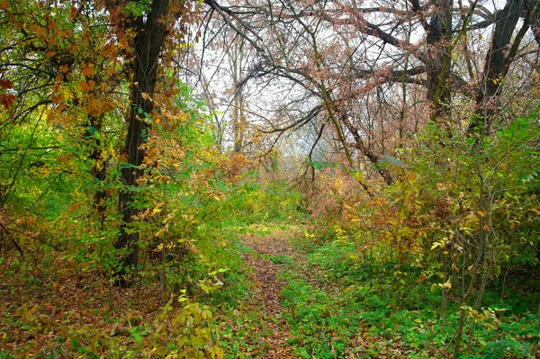 Herfst Bos Landschap Met Prachtige Bomen — Stockfoto