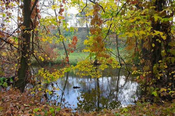 Осінній Лісовий Пейзаж Красивими Деревами Річкою — стокове фото