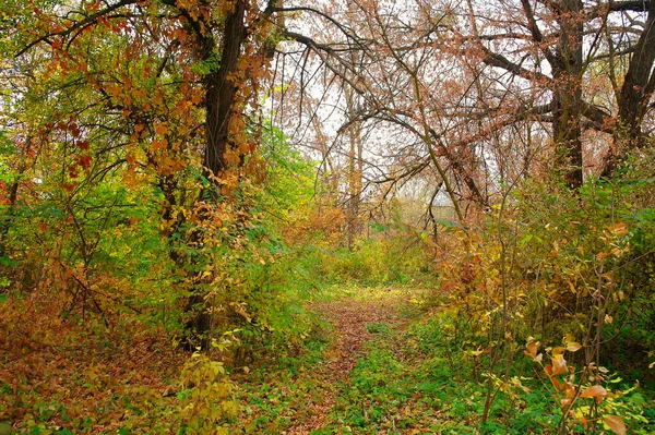 美しい木々に沿った道のある秋の森の風景 — ストック写真