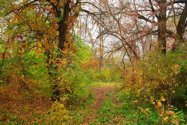 Осінній Лісовий Пейзаж Доріжкою Уздовж Красивих Дерев — стокове фото