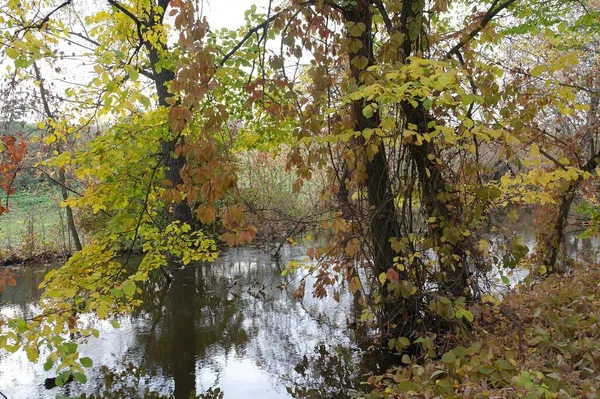 Jesienny Krajobraz Leśny Pięknymi Drzewami Rzeką — Zdjęcie stockowe