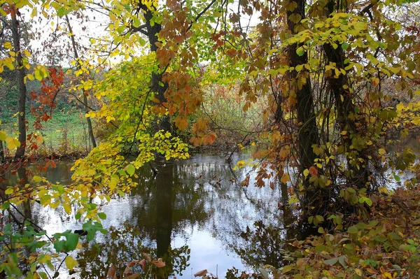 Güz ormanı manzarası güzel ağaçlar ve nehirlerle