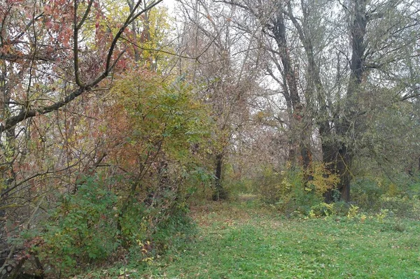 Autumn Landscape Beautiful Trees Forest — Stock Photo, Image