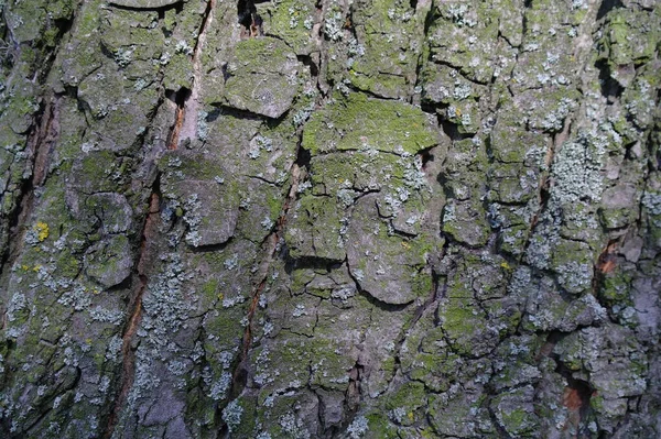 Textura Kůry Stromu — Stock fotografie