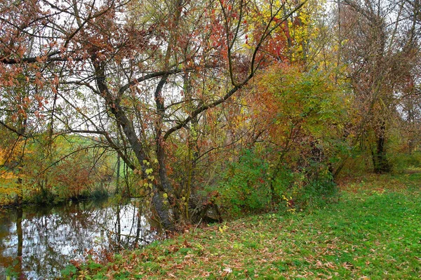 Picturesque Landscape Autumn Trees — Stock Photo, Image