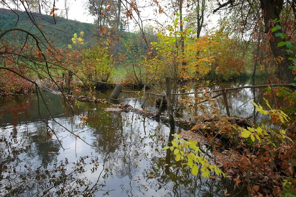 美しい木々や川のある秋の森の風景 — ストック写真