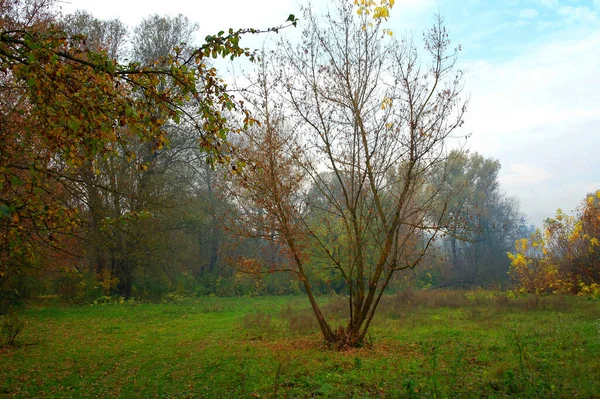 Sonbahar Ağaçlarıyla Resmedilmiş Manzara — Stok fotoğraf