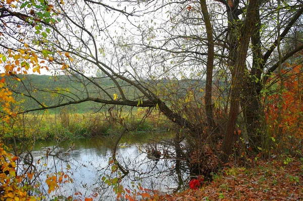 Beautiful Autumn Landscape Bright Trees — 스톡 사진