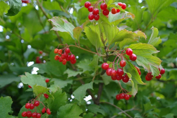 Doğanın güzel bir sahnesi.