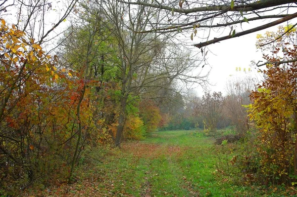 美しい木々に沿った道のある秋の森の風景 — ストック写真