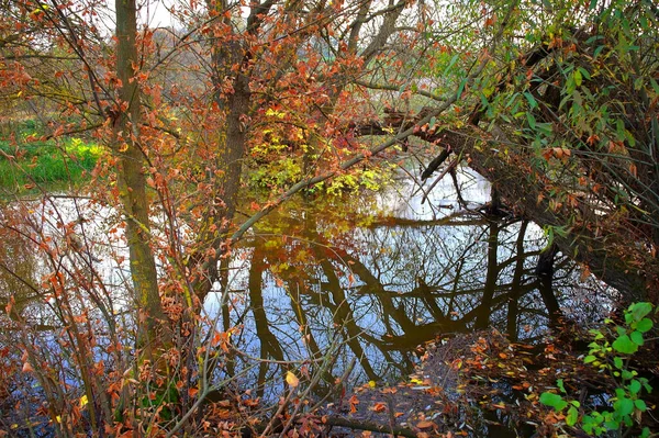 Paysage Forestier Automne Avec Beaux Arbres Rivière — Photo