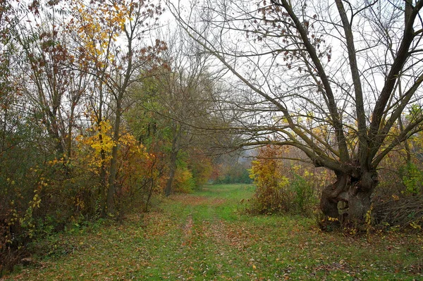 秋天的森林景观 小径沿着美丽的树木 — 图库照片