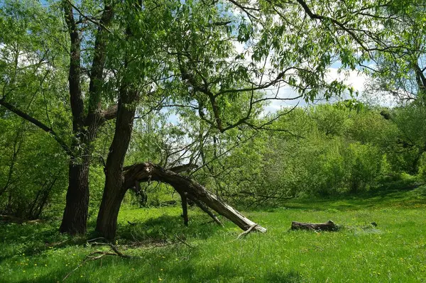 Eine Schöne Aufnahme Der Natur Szene — Stockfoto