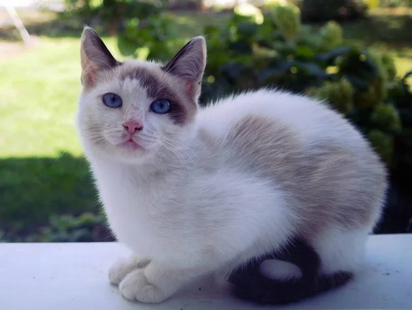Biały Kot Ulicy — Zdjęcie stockowe