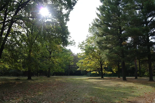 Осенний Лес Природный Ландшафт Деревьями Листьями Парке — стоковое фото