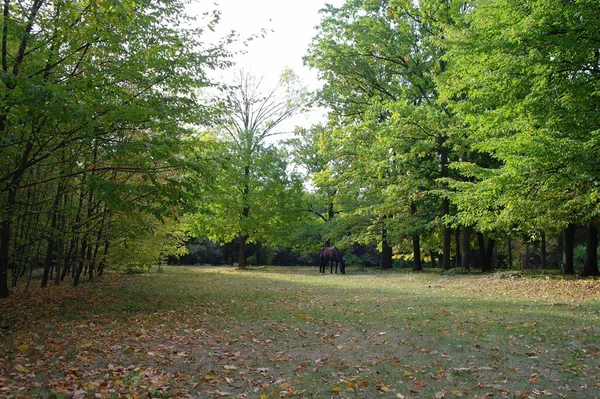 Malerische Landschaft Mit Herbstbäumen — Stockfoto