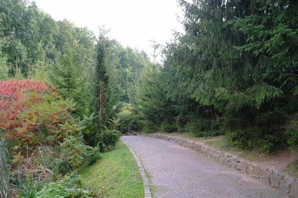 Bellissimo Paesaggio Con Sentiero Nella Foresta — Foto Stock