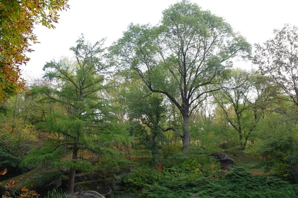 Belle Vue Sur Forêt Dans Les Montagnes — Photo