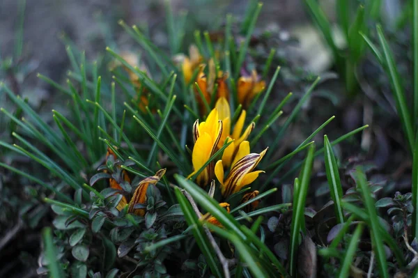 庭の黄色いクロッカスの花 — ストック写真