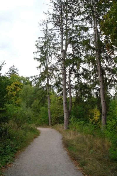 Prachtig Landschap Met Een Boom Het Bos — Stockfoto