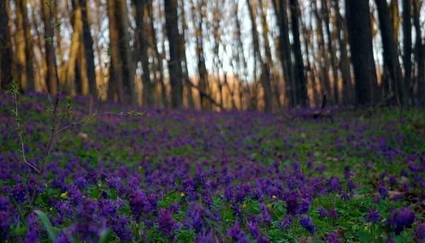 Красивые Весенние Цветы Лесу — стоковое фото
