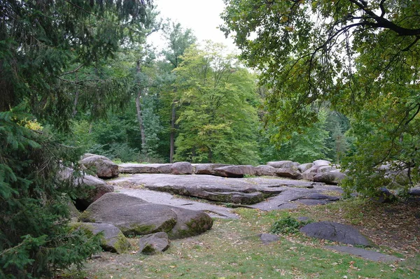 Vacker Utsikt Över Skogen — Stockfoto