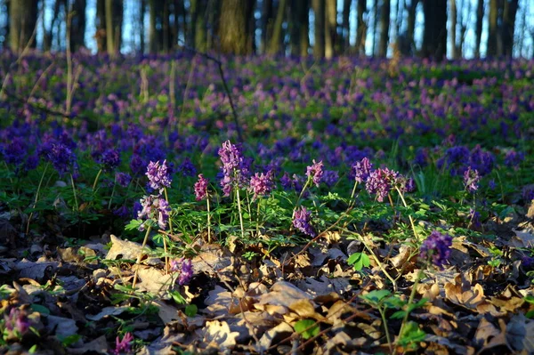 Beautiful Purple Crocus Flowers Forest — Stock Photo, Image