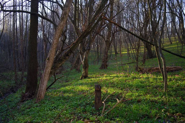 Ormanda bir ağacı olan güzel bir manzara.
