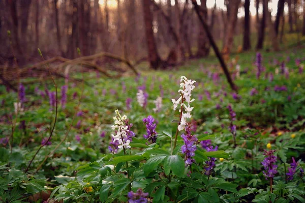 Ormanda güzel çiçekler