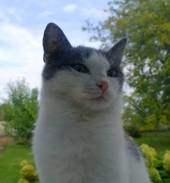 Portrait Cute Cat Outdoor — Foto de Stock