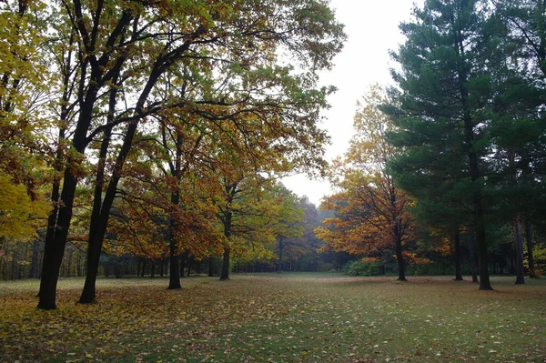 Beautiful Autumn Landscape Bright Trees — стоковое фото