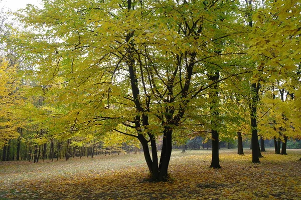 Beautiful Autumn Landscape Bright Trees — Zdjęcie stockowe