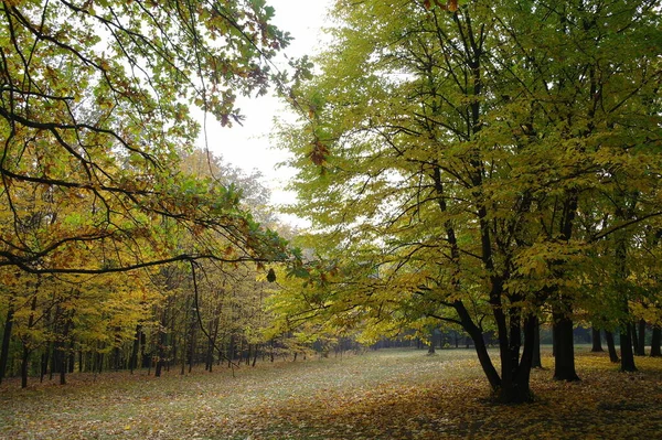 sonbahar ağaçlarıyla resmedilmiş manzara