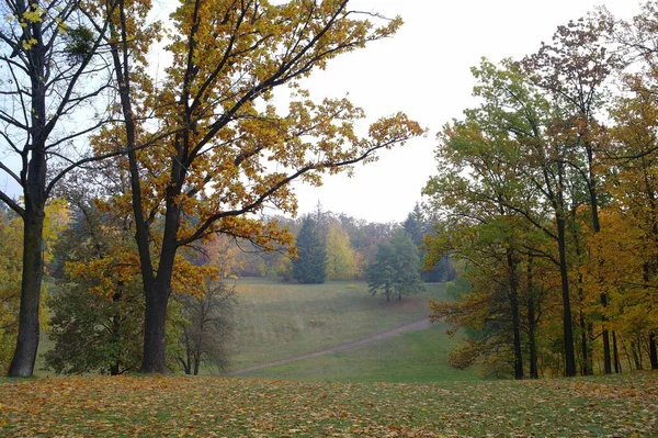 Picturesque Landscape Autumn Trees — ストック写真