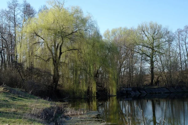 Piękny Krajobraz Rzeką Drzewami — Zdjęcie stockowe