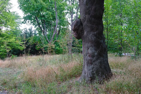 Una Hermosa Toma Árbol Verde Bosque —  Fotos de Stock