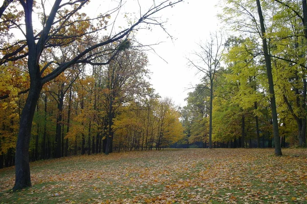 Beautiful Autumn Landscape Bright Trees — Zdjęcie stockowe