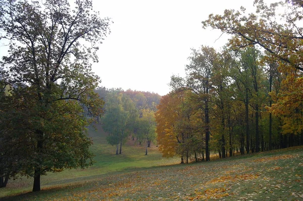 Herfst Bos Landschap Met Prachtige Bomen — Stockfoto