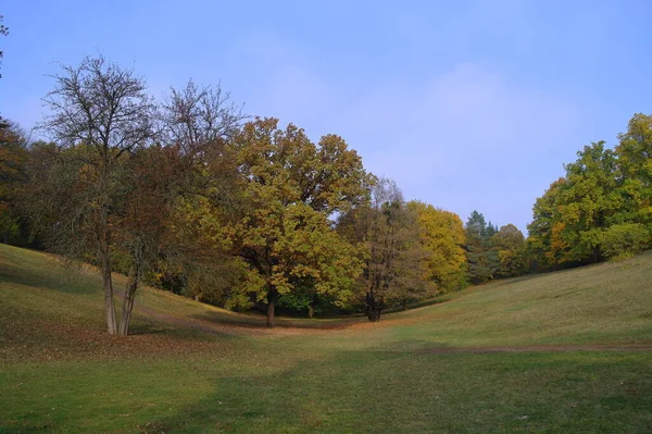 秋天的森林公园内有树木和树叶的美丽的自然景观 — 图库照片