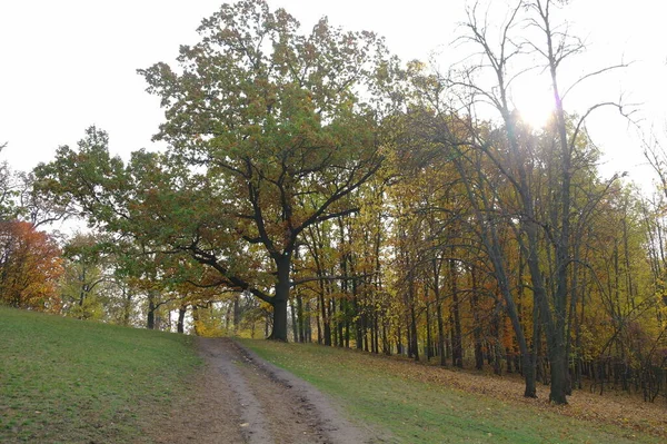 Paisaje Pintoresco Con Árboles Otoño —  Fotos de Stock