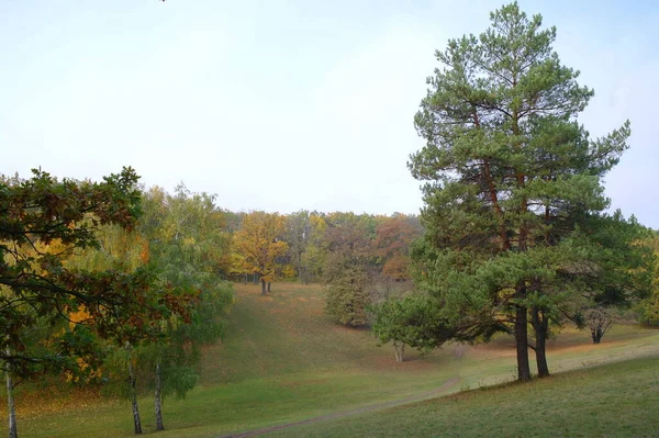 Herbstwald Schöne Naturlandschaft Mit Bäumen Und Laub Park — Stockfoto