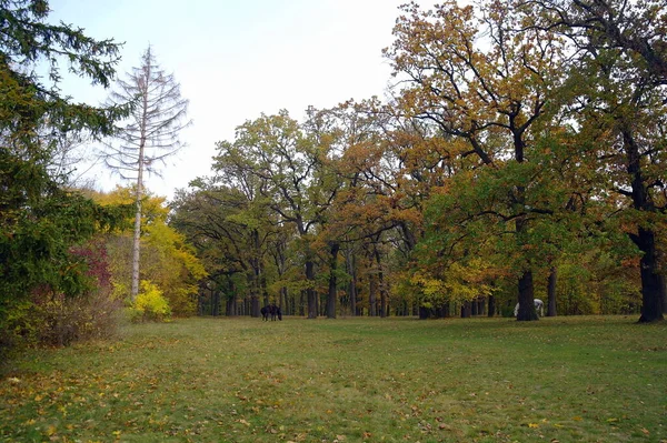 Parlak ağaçlı güzel sonbahar manzarası
