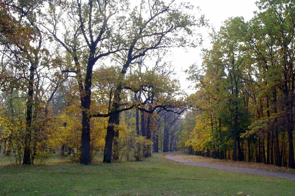 Schilderachtig Landschap Met Herfstbomen — Stockfoto